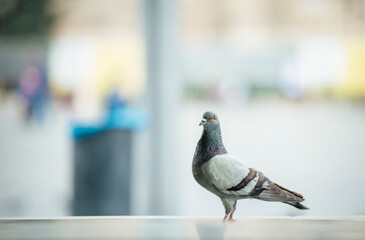 pigeon on a railing