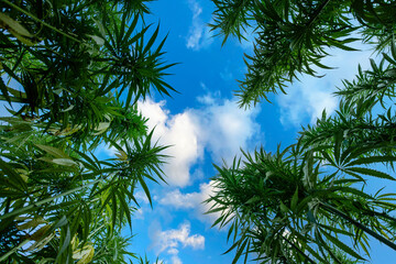 Obraz na płótnie Canvas Green ripe hemp stalks on blue cloudy sky background low angle wide view