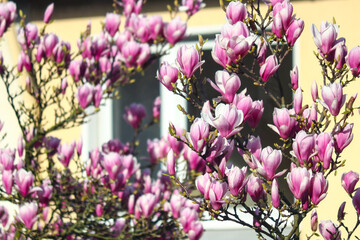 Amazing blooming of magnolia flowers in the city