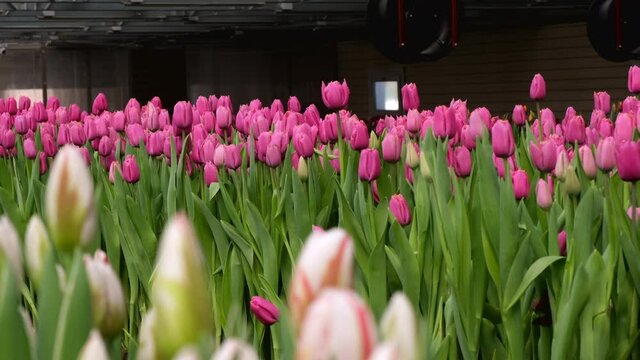 Greenhouse. Growing flowers. Items. Tulips