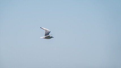 The European herring gull, Larus argentatus, flying in the clear blue sky.