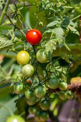 Close up abstract texture view of cherry tomatoes in stages of ripeness, on a tomato plant with defocused background
