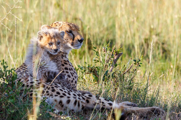 Cheetah with a cub relaxing in the shadow
