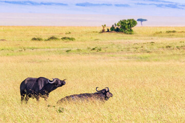 Savanna landscape with two African Buffalos in the grass