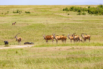 Naklejka na ściany i meble Group of Eland antelope on the savanna