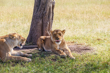 Lions resting in the shade under a tree