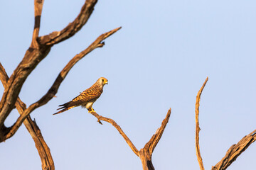 Female Kestrel sits in a tree snag