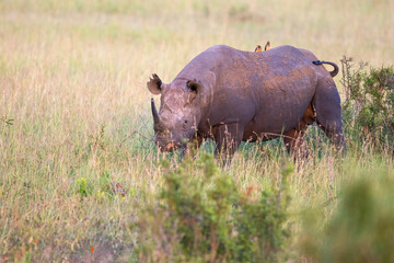 Black rhino with oxpeckers on the back