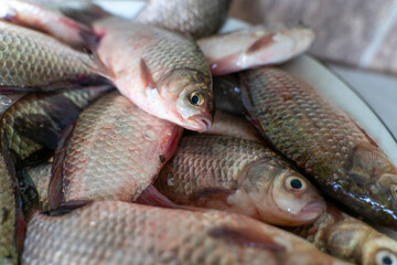 freshly caught raw fish, crucian carp close-up