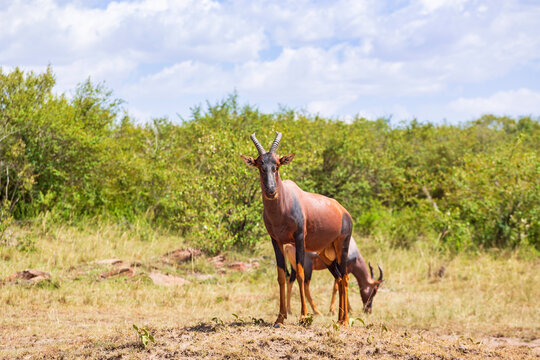 Tsessebe antelope in african bushland
