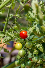 Close up abstract texture view of cherry tomatoes in stages of ripeness, on a tomato plant with defocused background
