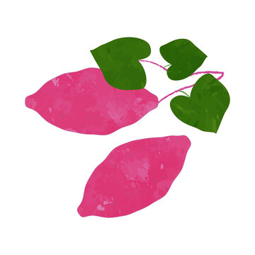 3 9 件の最適な さつまいもの葉っぱ 画像 ストック写真 ベクター Adobe Stock