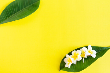 Tropical background with frangipani flowers and green leaves with copy space.