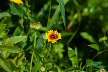A bee sits on a yellow flower and collects pollen