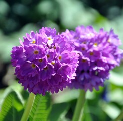 Obraz premium Kugelprimel im Garten