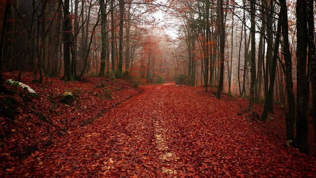 Beautiful autumn season forest road with dreamy realistic  flying leaves.