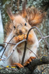 Fototapeta premium The squirrel with nut sits on a branches in the spring or summer.
