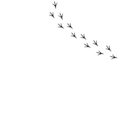 Vector background with bird trail on the right side. Black Bird footprints track
