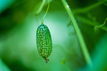 Color mousemouse on mexican scabra melon.