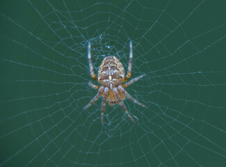 Close up of a small European Garden Spider (Araneus diadematus) in the UK