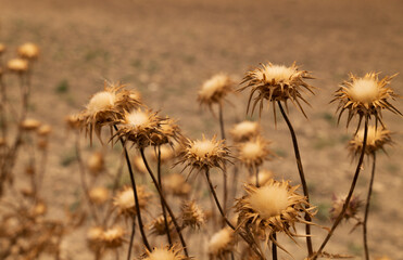 Dry thistle plants. Dry wild flowers in the field.