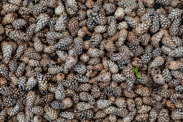 Download Preview.Share.Add to Likebox.Closeup beautiful dried natural pine cones with seeds