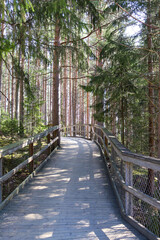 Wooden boardwalk in forest