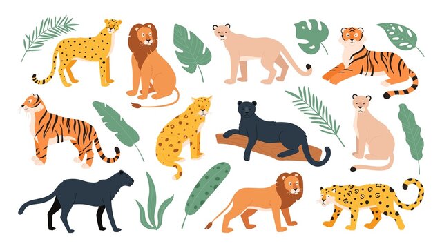 Big feline family animals, tiger, lion, cheetah and leopard. Wild cats from savanna and tropical forest. Jaguar and panther flat vector set