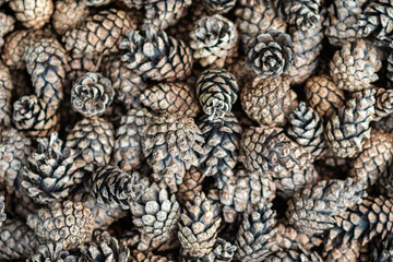 Download Preview.Share.Add to Likebox.Closeup beautiful dried natural pine cones with seeds