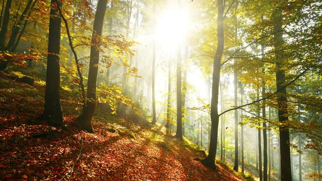 Magical sunlight in autumn forest with falling leaves.