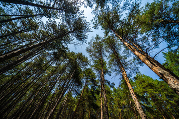 Natural forest background