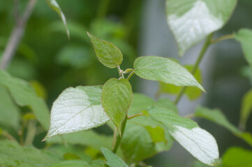 Actinidia kolomikta leaves, characteristic colouring