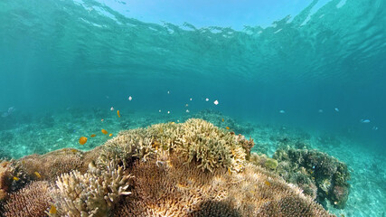 Marine life sea world. Underwater fish reef marine. Tropical colourful underwater seas. Philippines.