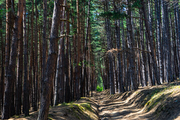 Natural forest background
