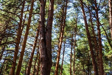 Natural forest background