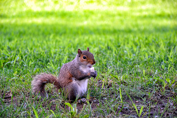 Squirrel in Central Park - New York