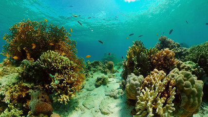 Coral reef underwater with fishes and marine life. Coral reef and tropical fish. Philippines.
