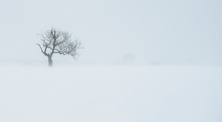 single tree isolated in snow