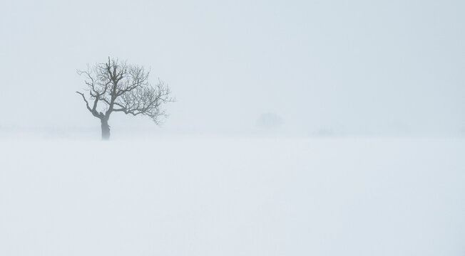 single tree isolated in snow