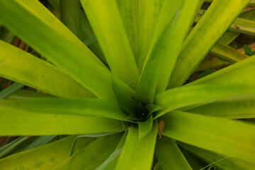 Obraz premium green pineapple leaf