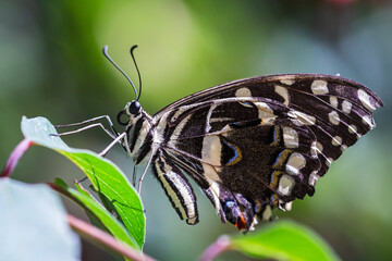 Farfalla