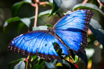 Papilio Ulysses