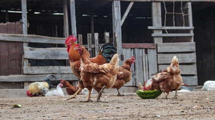 Rooster and chickens peck food and watermelon in the village, walking in nature. A beautiful...