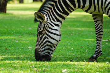 Fototapeta na wymiar Close-up photo of the face of a zebra eating grass