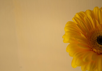one yellow flower on a beige background.