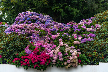 Rhododendron garden, in red, white, pink, and purple color