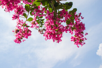 Beautiful pink crape myrtle flowers with the blue sky.