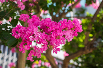 Beautiful pink crape myrtle flowers.