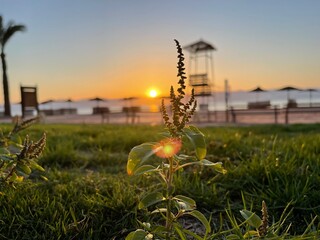 sunrise with a plant