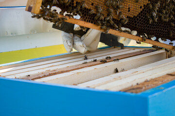 Close up of beekeeper opening beehives or bee box full of bees